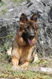BERGER ALLEMAND 182